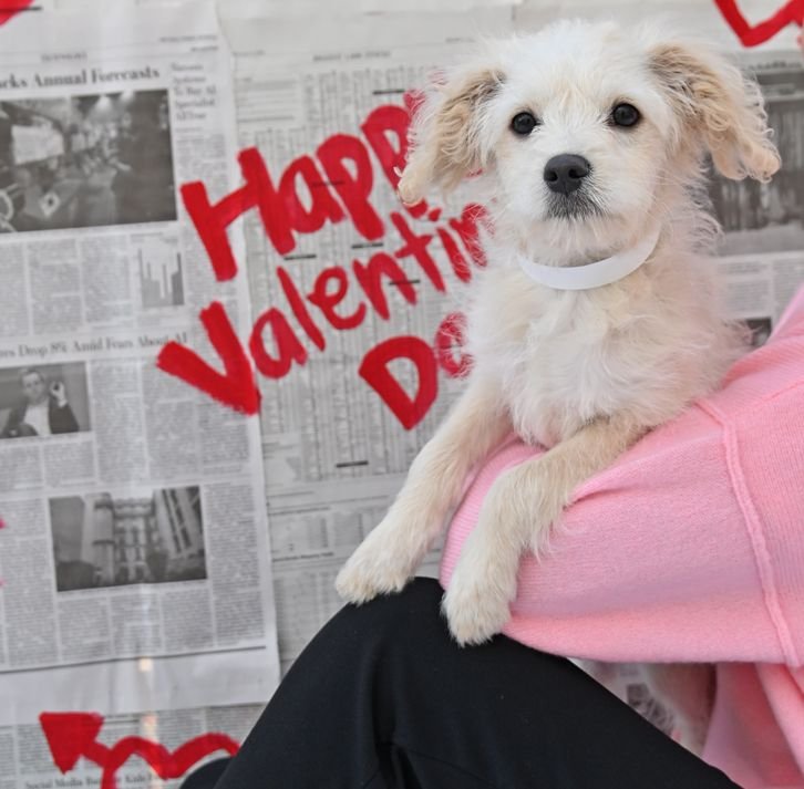 SNOW WHITE - Unknown available for adoption