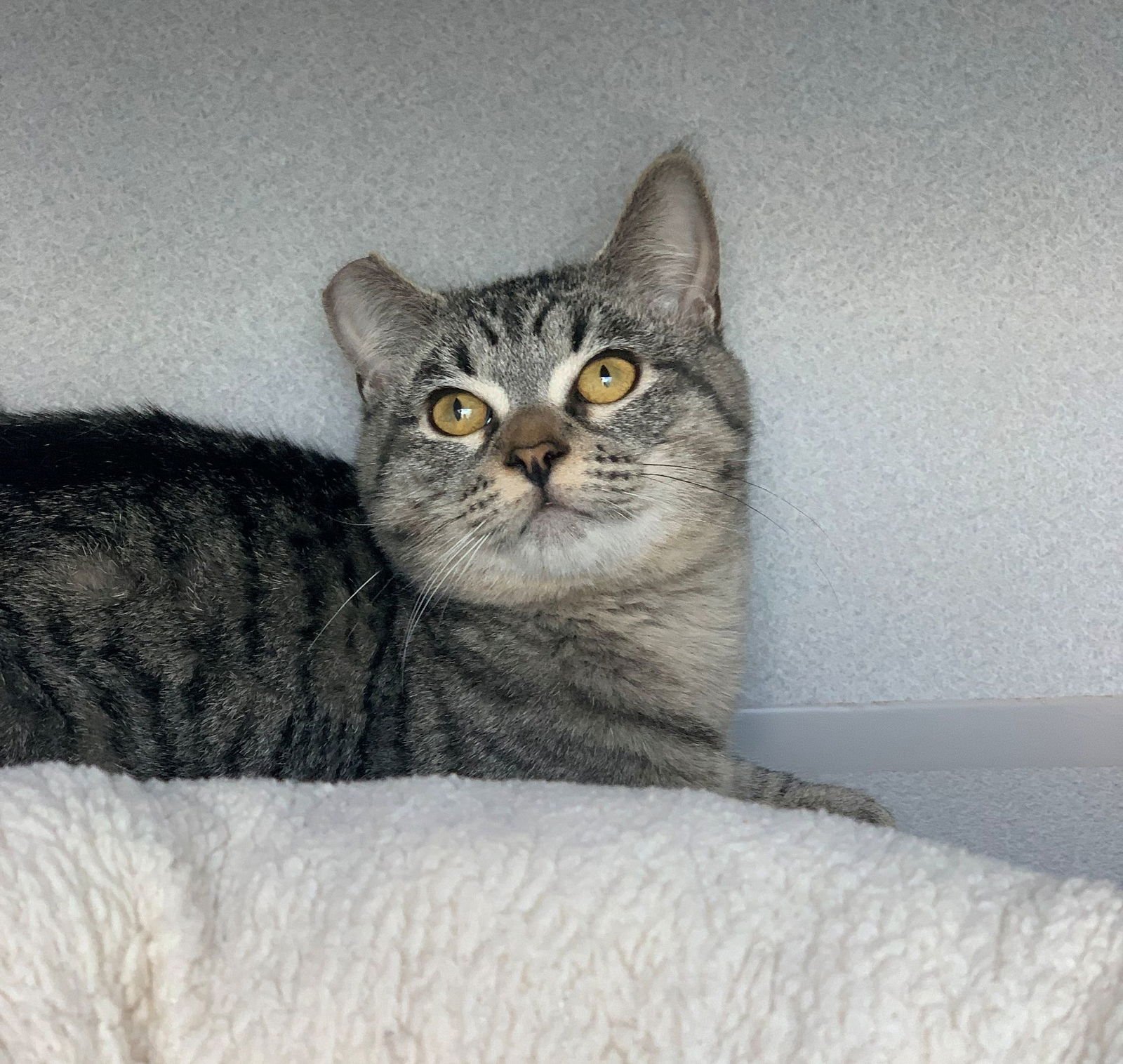 DOUBLE - Unknown available for adoption