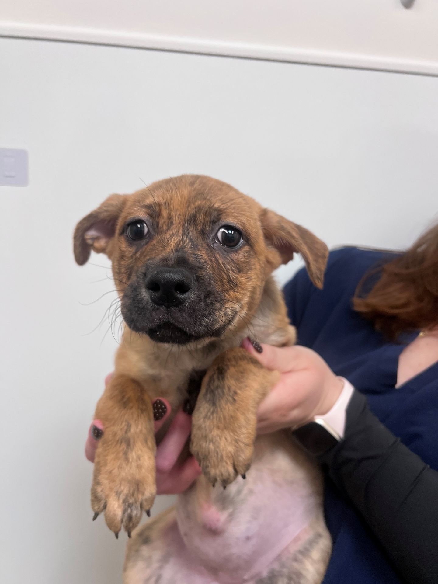 PICKLES - Unknown available for adoption