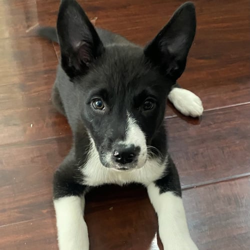 DOPEY - Unknown available for adoption