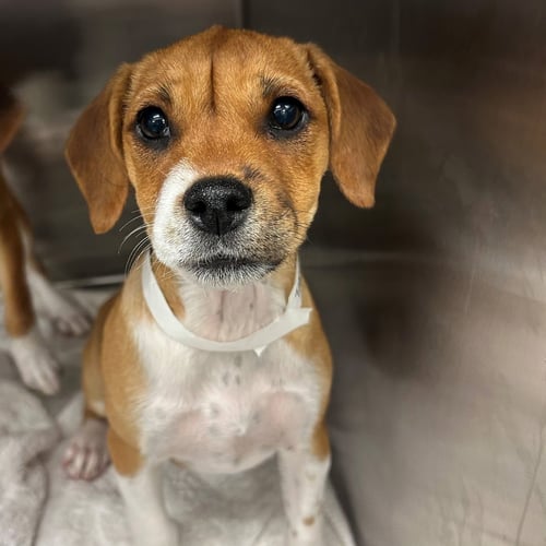 TAMALE - Unknown available for adoption