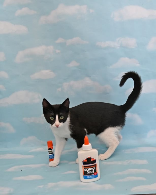 Tweety Image