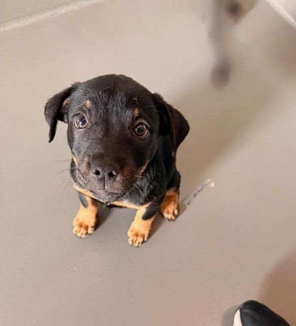 BETTY - Unknown available for adoption