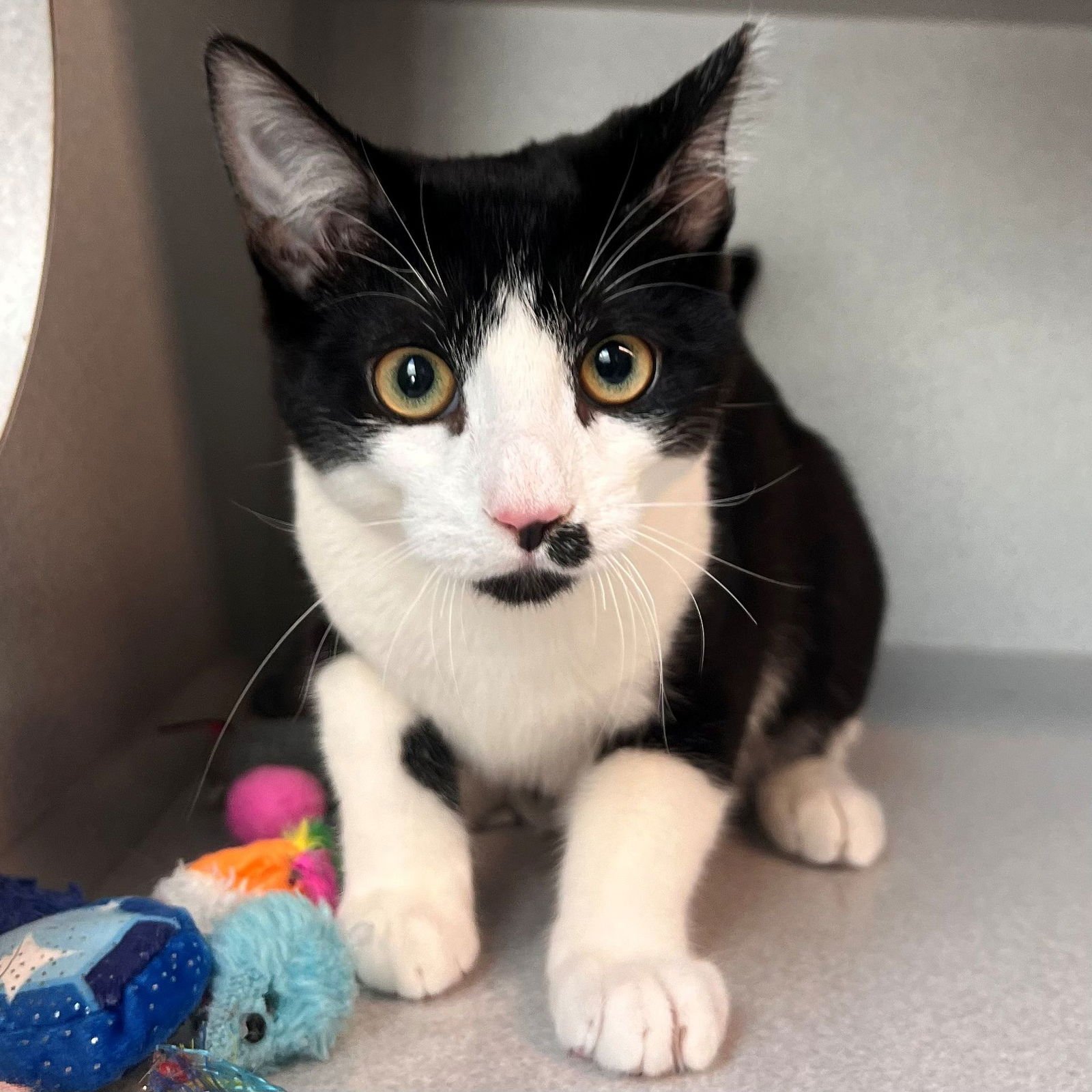 WINNIE - Unknown available for adoption