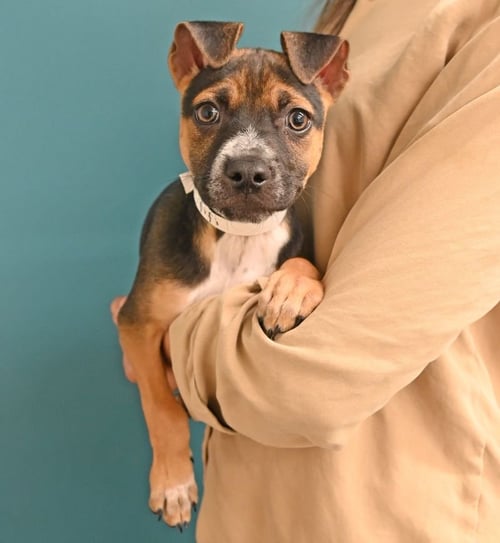 FIFI - Unknown available for adoption