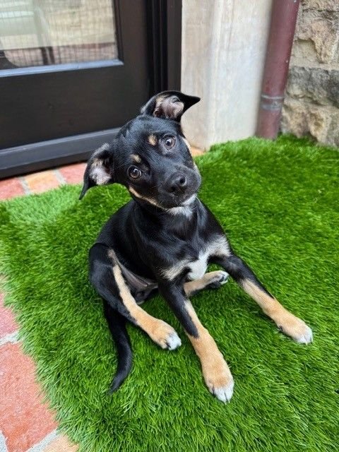 OPAL - Unknown available for adoption