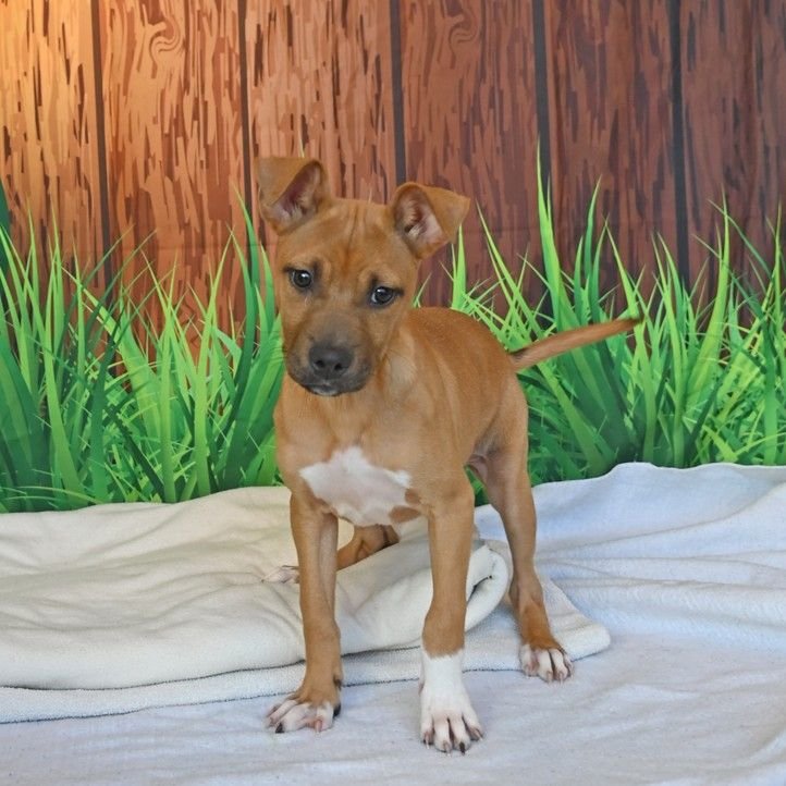 PEACH - Unknown available for adoption