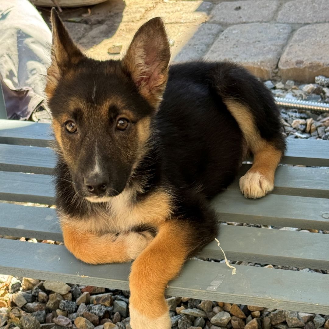 PARIS - Unknown available for adoption