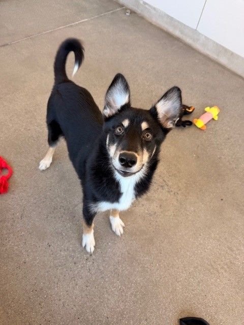 SKYE - Unknown available for adoption