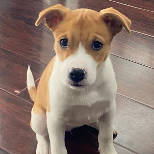 SNEEZY - Unknown available for adoption