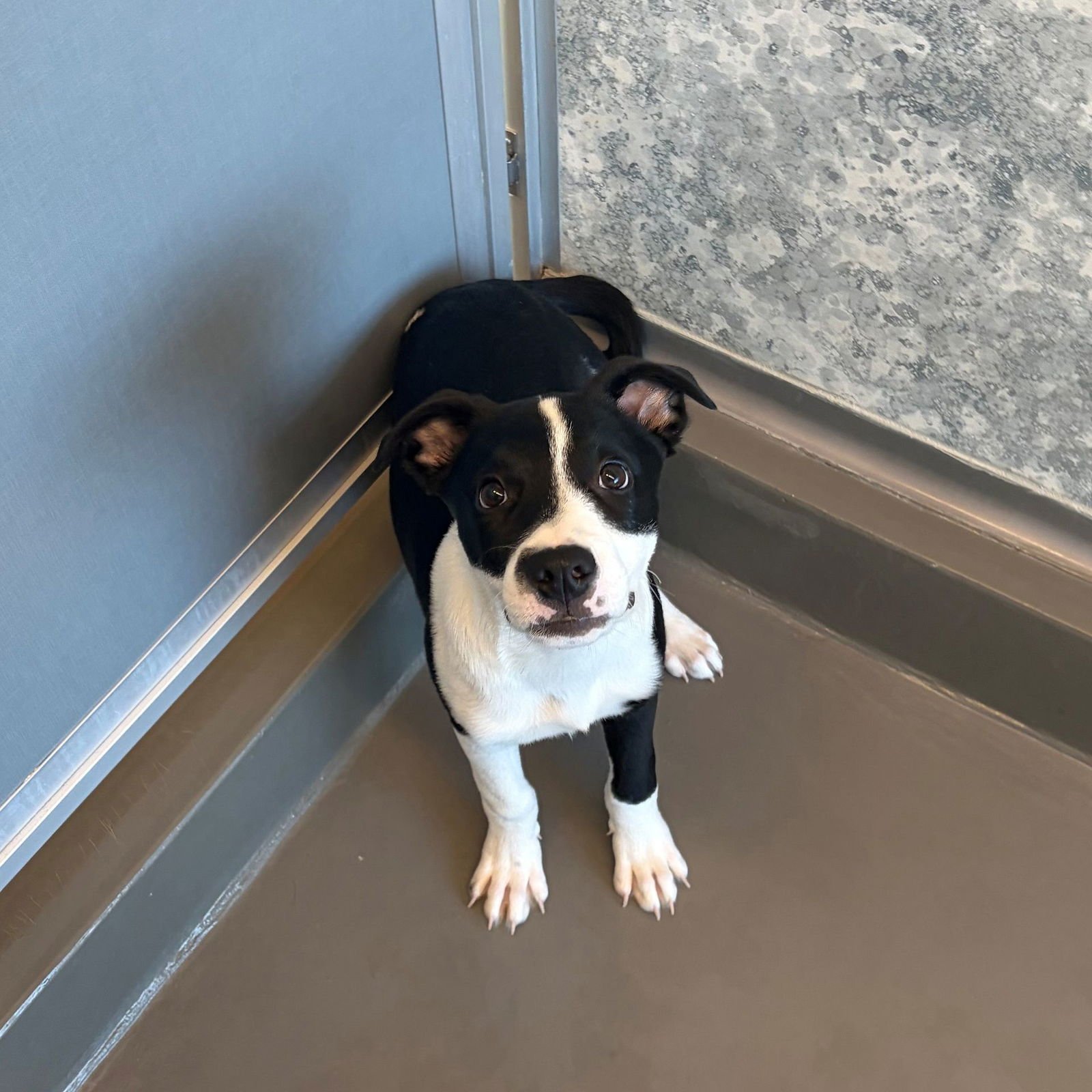 MONTY - Unknown available for adoption