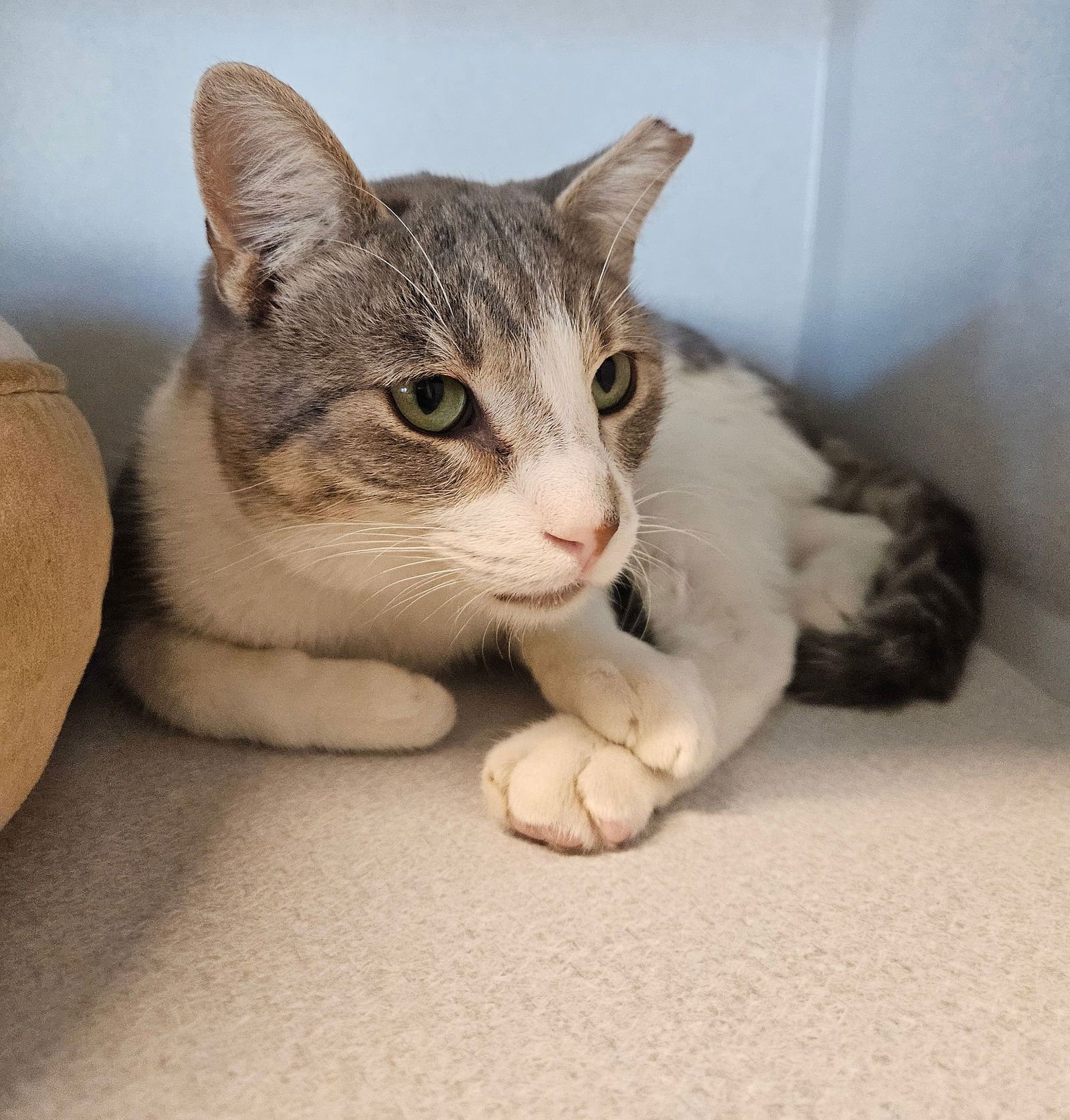 TJ - Unknown available for adoption