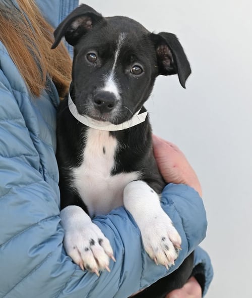 GOAT - Unknown available for adoption