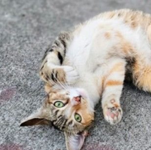 SCOTCH - Unknown available for adoption