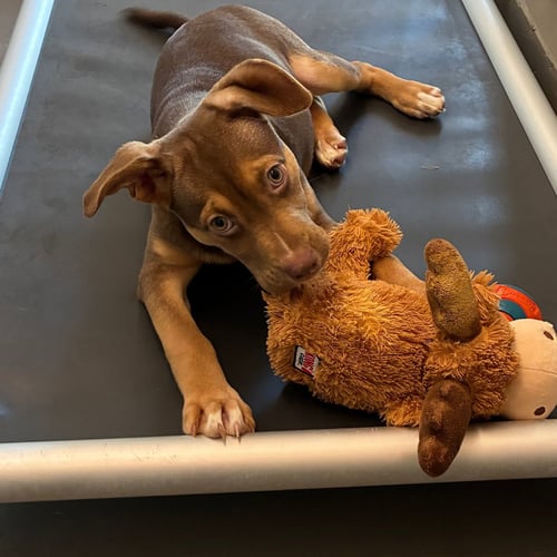 MELODY - Unknown available for adoption