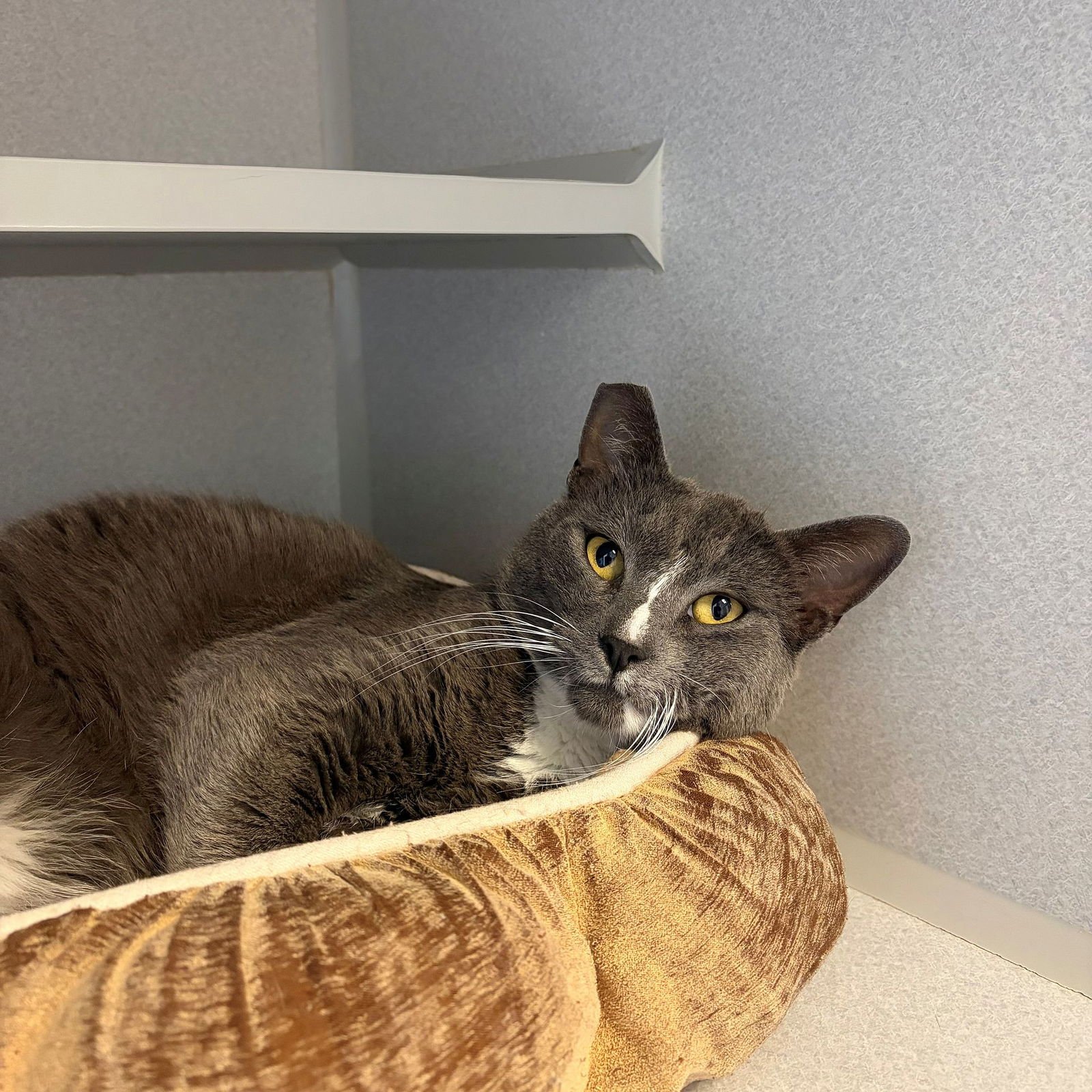 SMOKEY - Unknown available for adoption