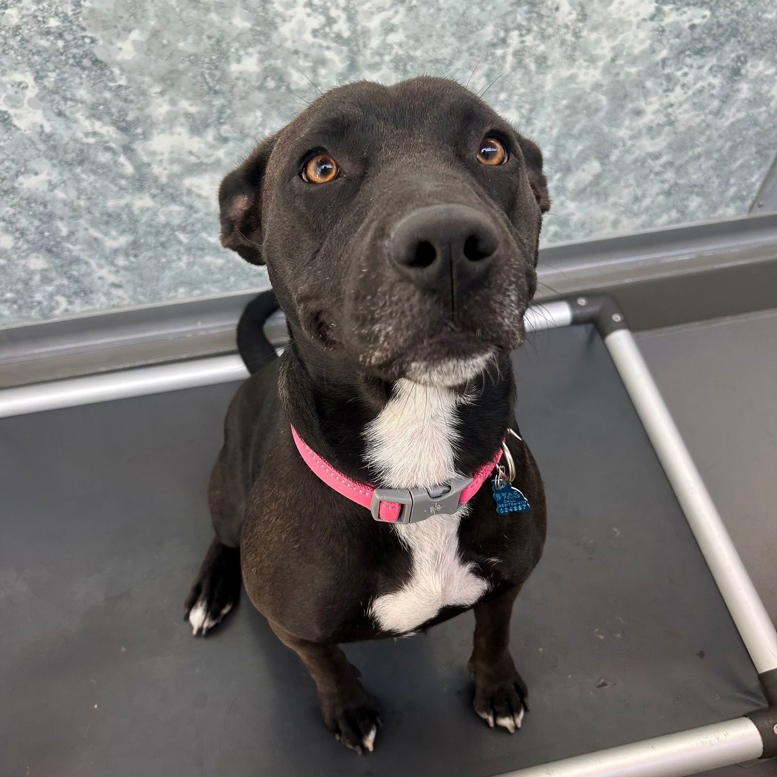 NOEL - Unknown available for adoption