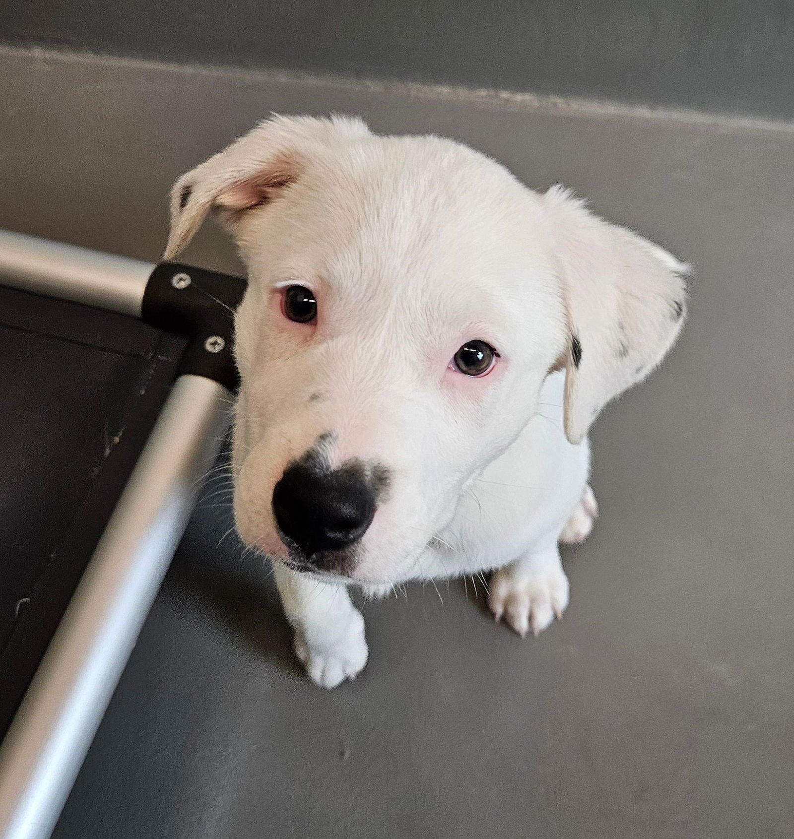 BETTER BUZZ - Unknown available for adoption