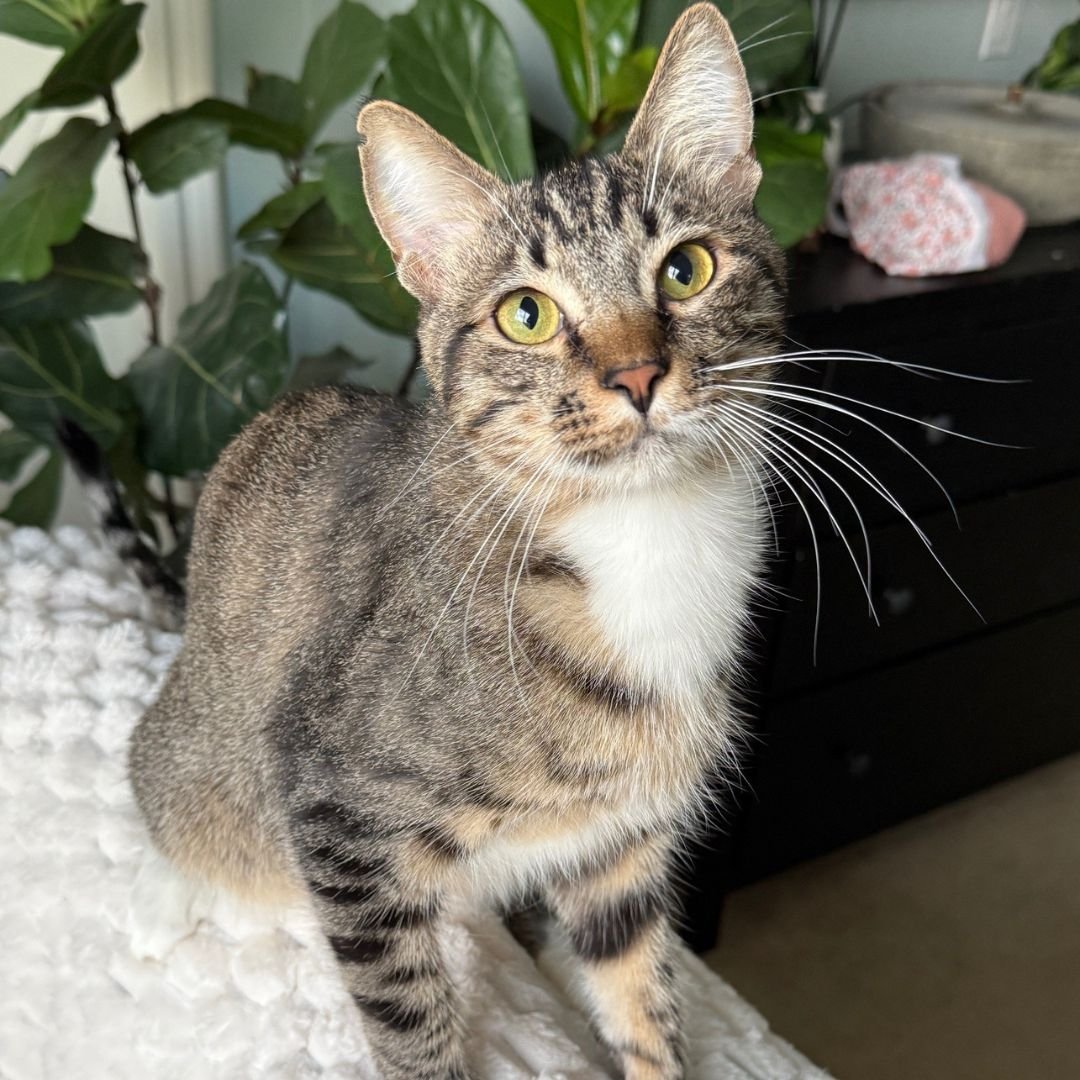 COOKIES - Unknown available for adoption