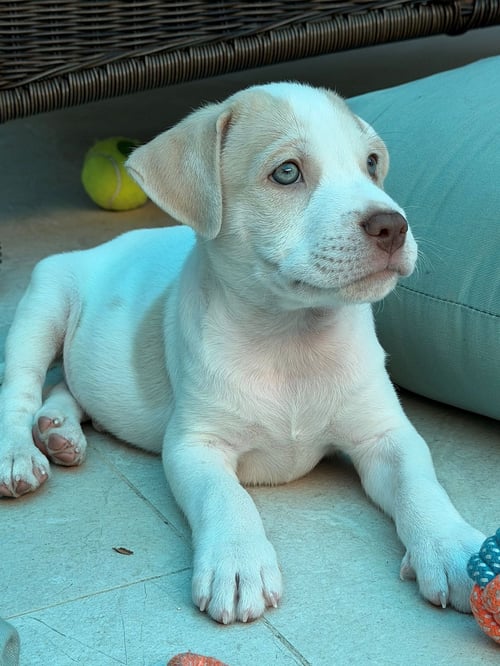 KASH - Unknown available for adoption