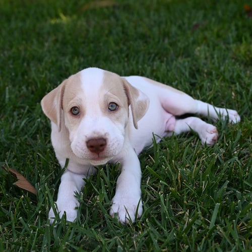 KASH - Unknown available for adoption