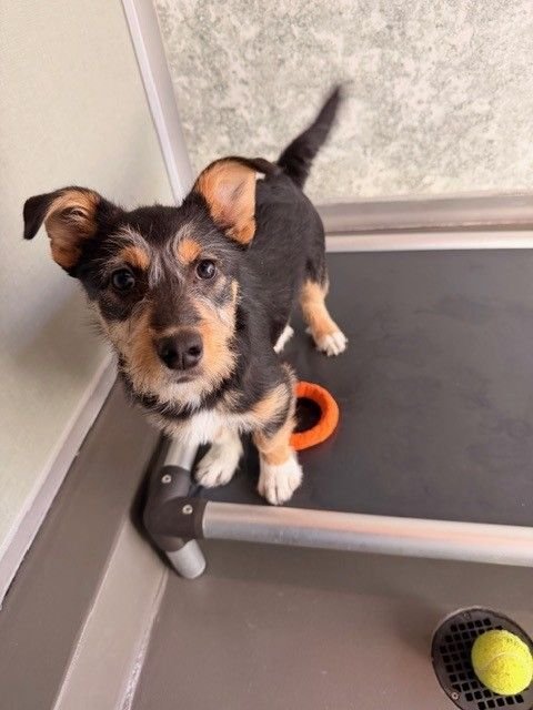 GOLIATH - Unknown available for adoption