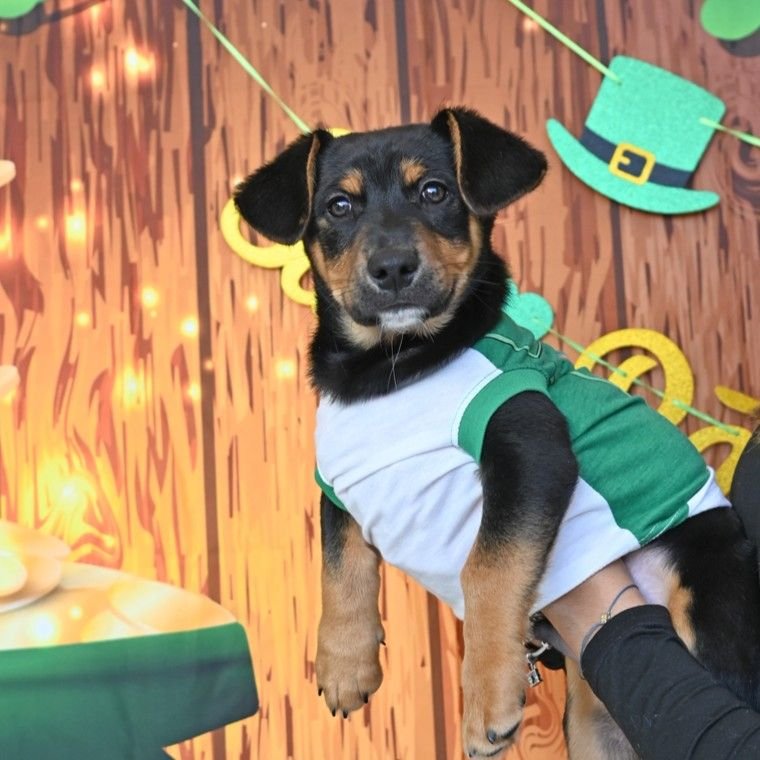 NOAH - Unknown available for adoption