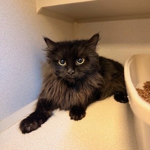 PAULINA - Unknown available for adoption