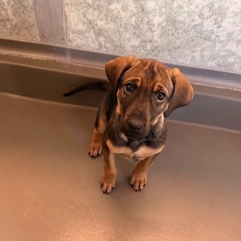 DAPHNE - Unknown available for adoption