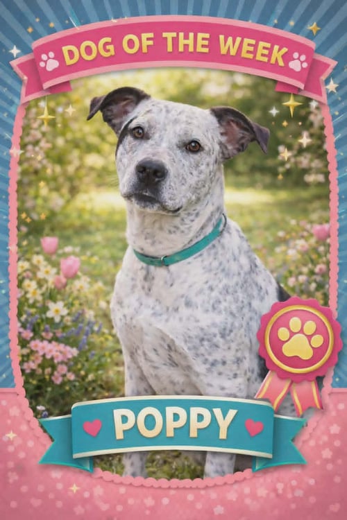 POPPY - Australian Cattle Dog/Blue Heeler available for adoption