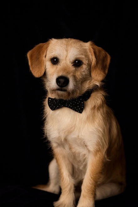 SCRAPPY - Terrier available for adoption