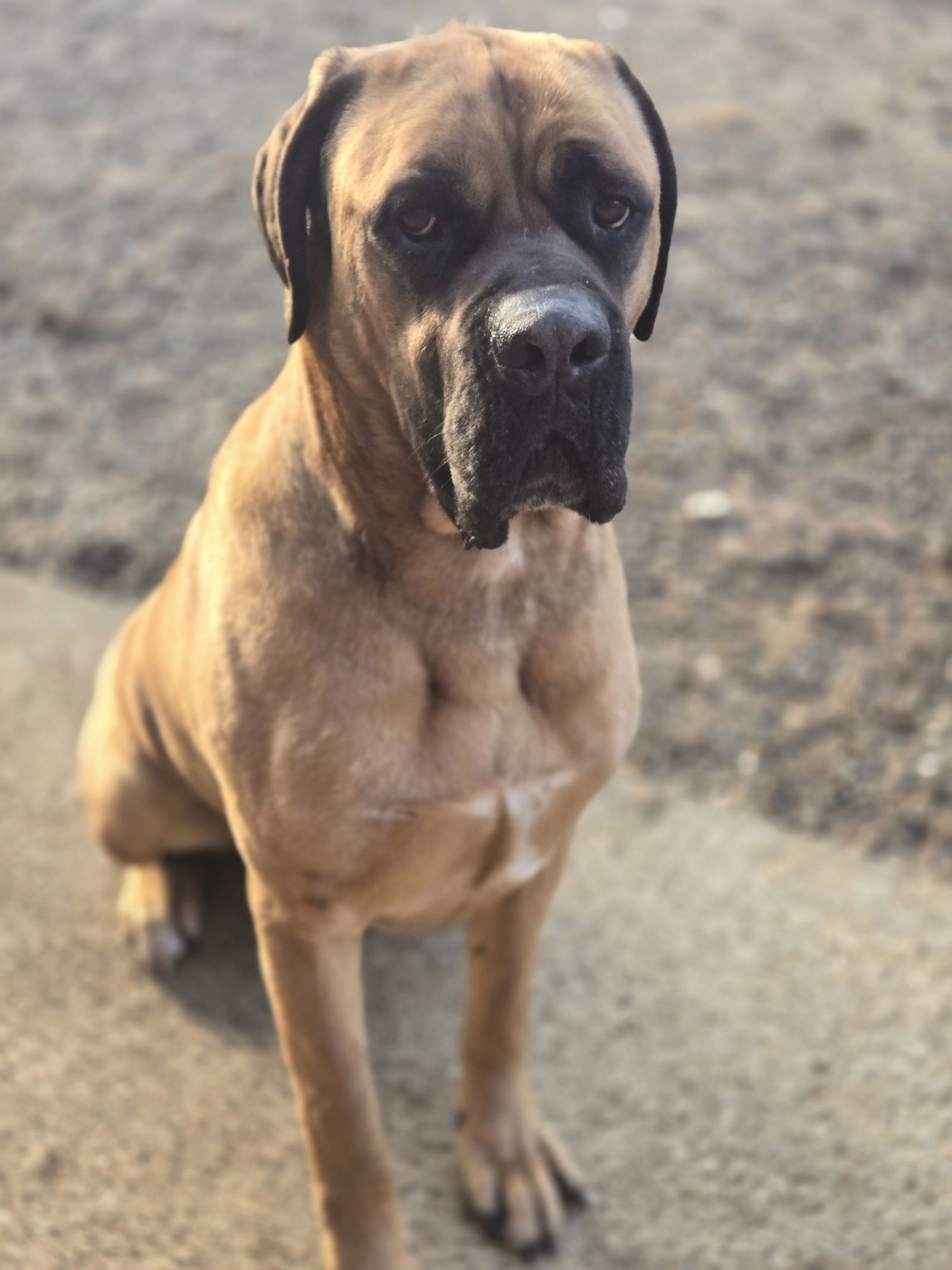 DUKE - Mastiff available for adoption