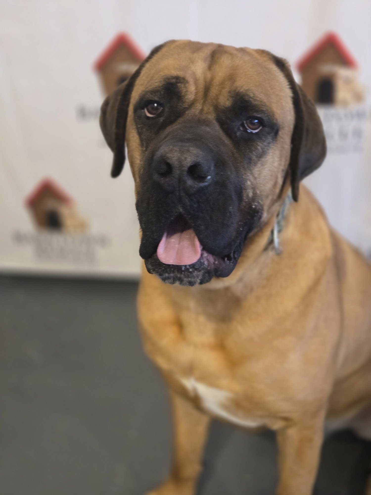 DUKE - Mastiff available for adoption