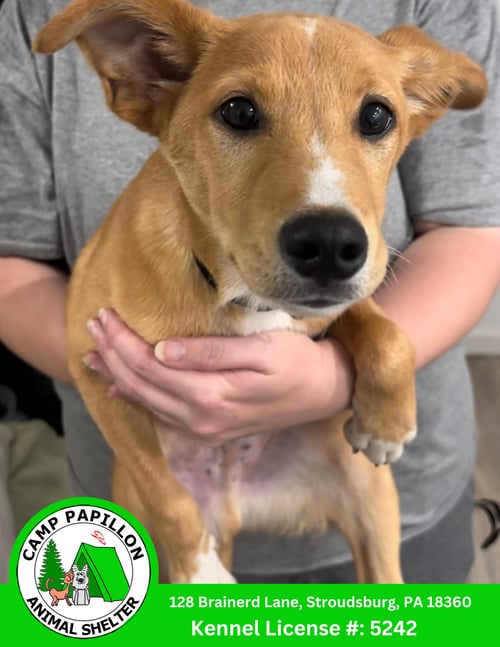 LEONARDO - Unknown available for adoption