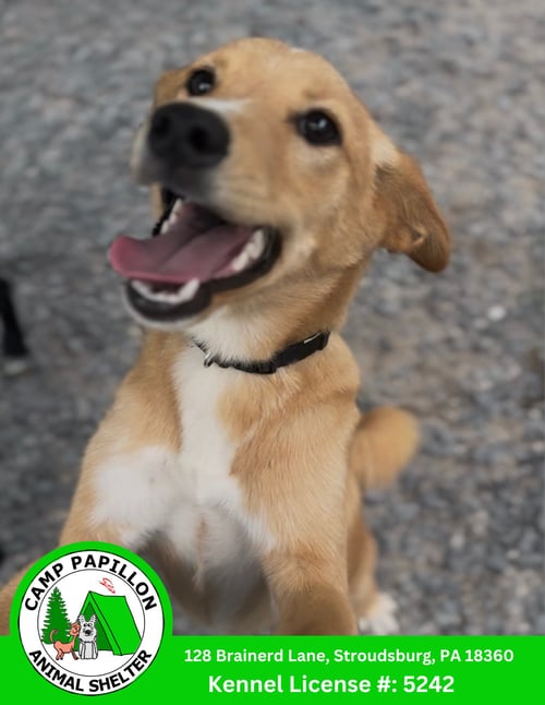LEONARDO - Shiba Inu available for adoption