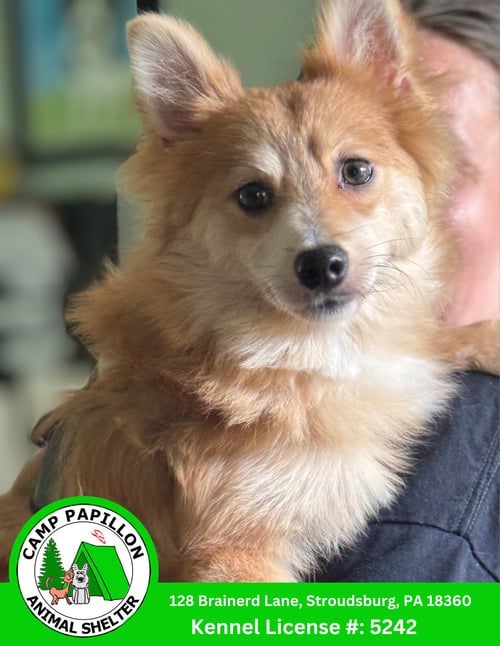 BABY - Pomeranian available for adoption