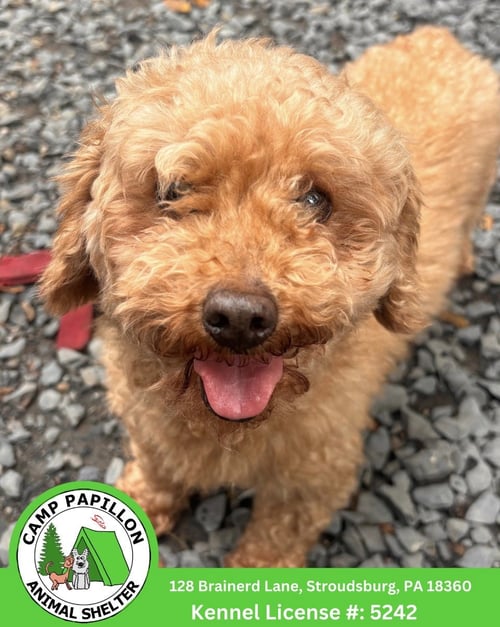 KERMIT - Poodle (Miniature) available for adoption