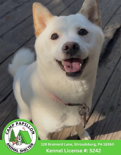 LANA - Shiba Inu available for adoption