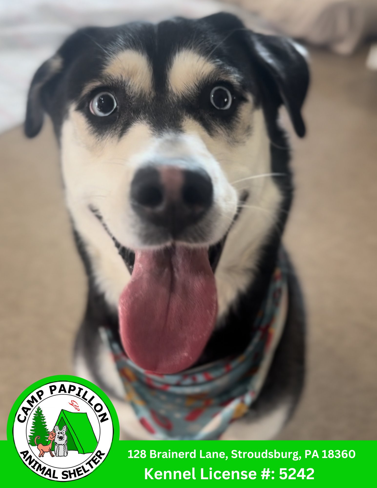 SAPPHIRE - Husky available for adoption