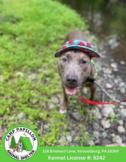MELODY - Pit Bull Terrier available for adoption