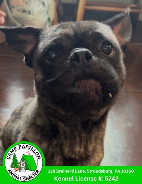APOLLO - Pug / French Bulldog available for adoption