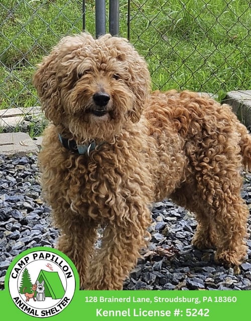TUNDRA - Poodle (Standard) / Golden Retriever available for adoption