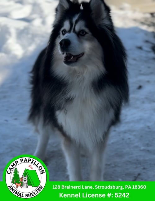 TUBBINS - Pomeranian / Husky available for adoption