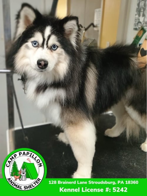 TUBBINS - Pomeranian / Husky available for adoption