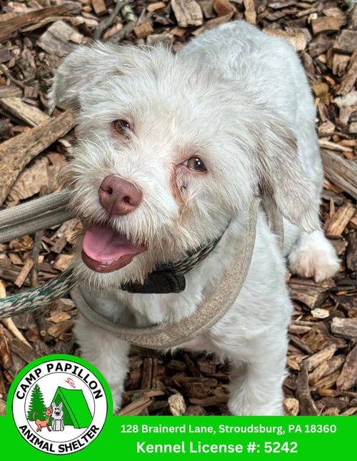 WILMA - Havanese available for adoption