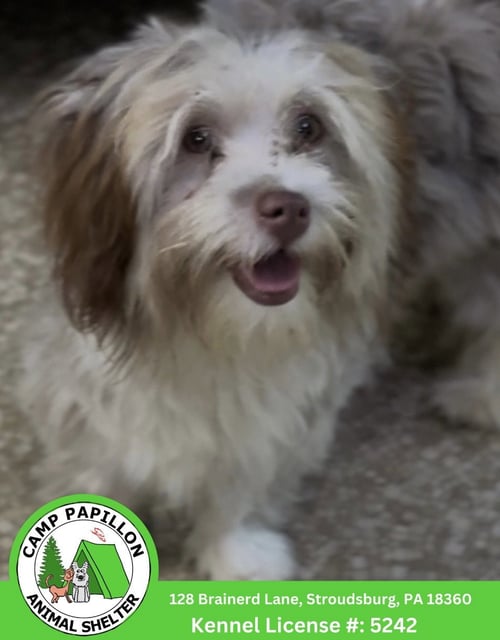 WILMA - Havanese available for adoption