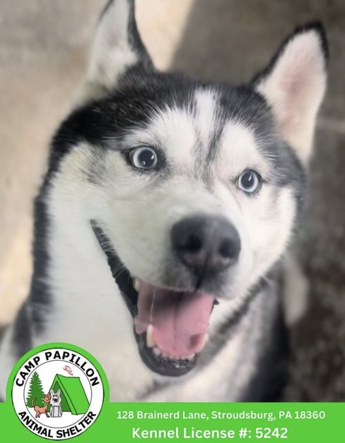 SERAIAH - Husky available for adoption