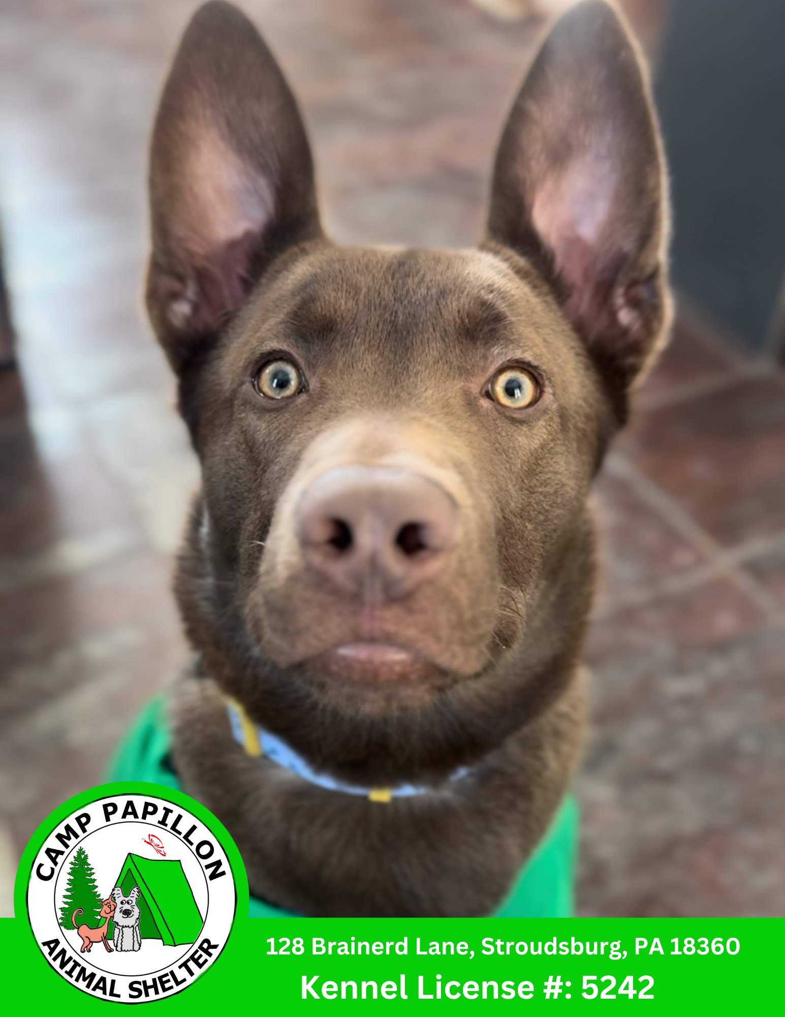 JINU - German Shepherd Dog / Labrador Retriever available for adoption