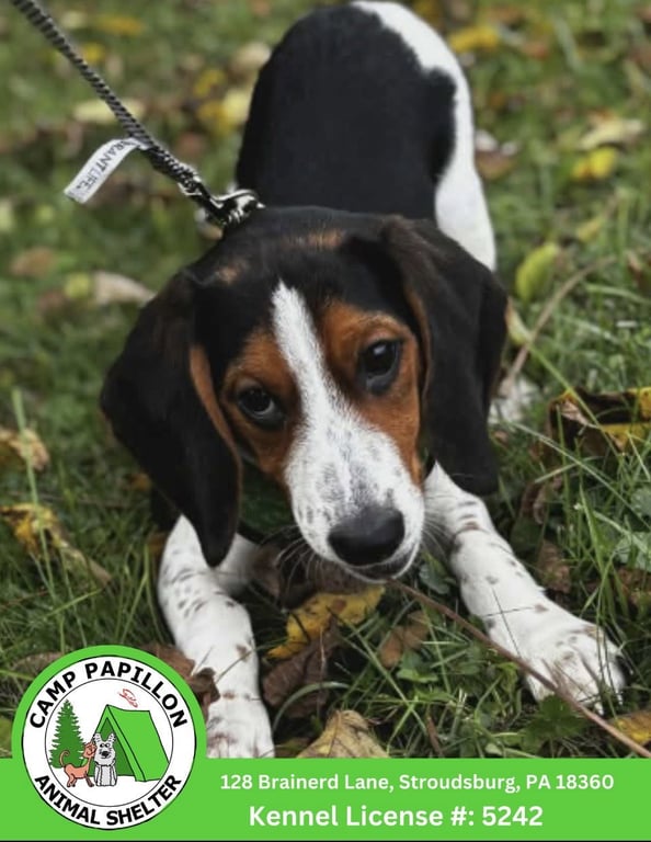 Arlo Image