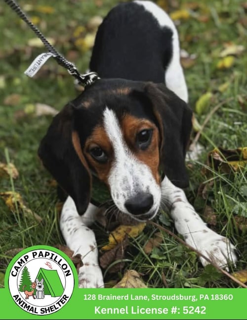 ARLO - Beagle available for adoption